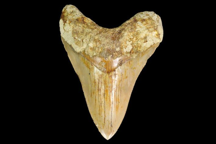Serrated, Fossil Megalodon Tooth - West Java, Indonesia #161695
